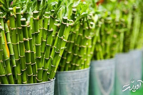 تغذیه بامبو نور بامبو